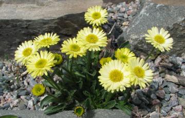 Erigeron North American Rock Garden Society